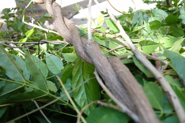 dsc06532